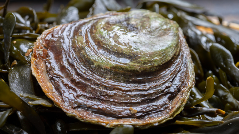 Bélon oyster closeup on kelp