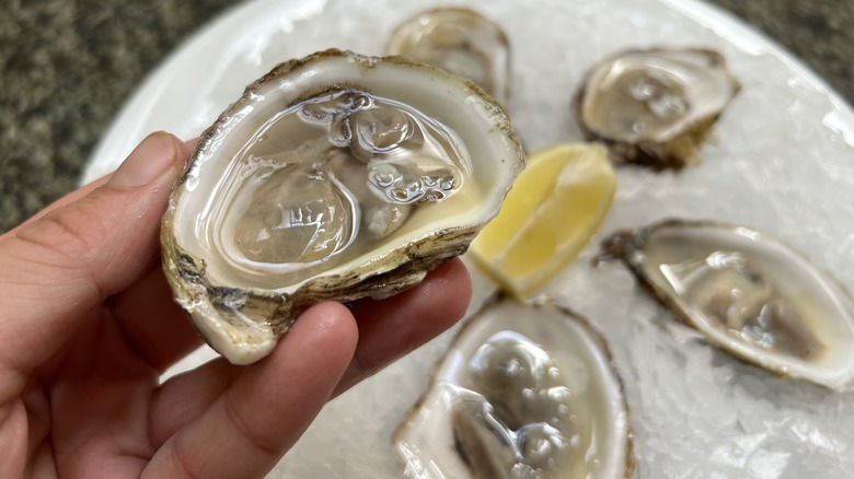 raw blue point oysters