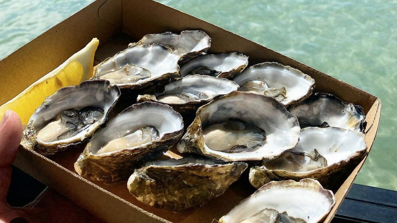 shelled coffin point oysters