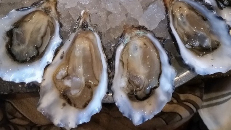 hog island sweetwater oysters