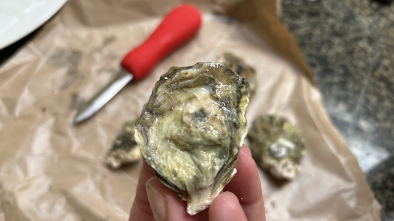 Kumamoto oyster with shucker