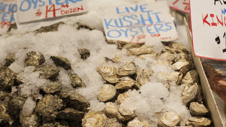 Live Kusshi oyster display