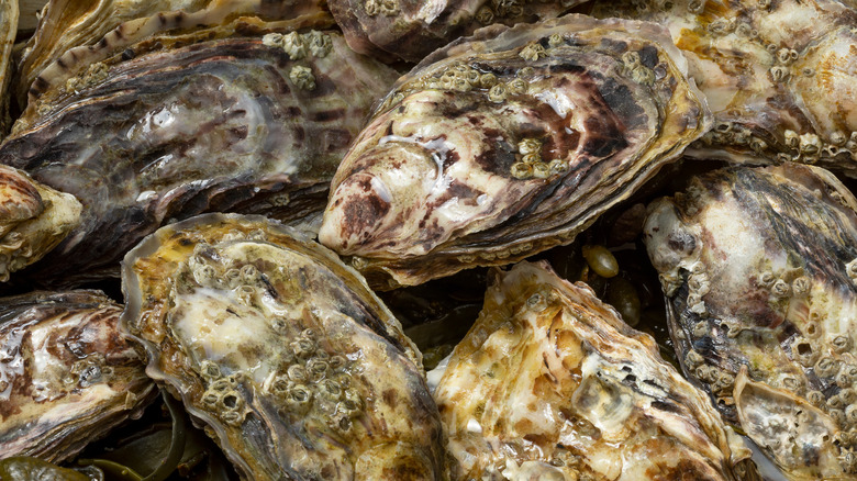 live unopened pacific oysters