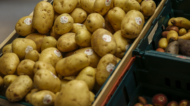 Stand of Maris Piper potatoes