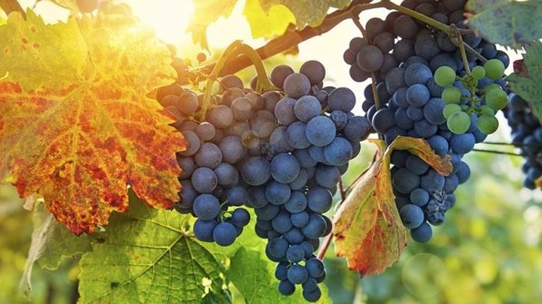 Mavrodaphne grape vine