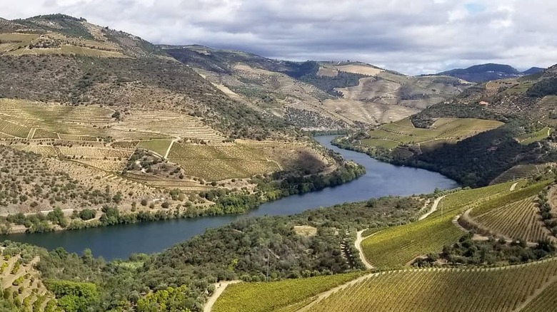 Port vineyards along the Douro River