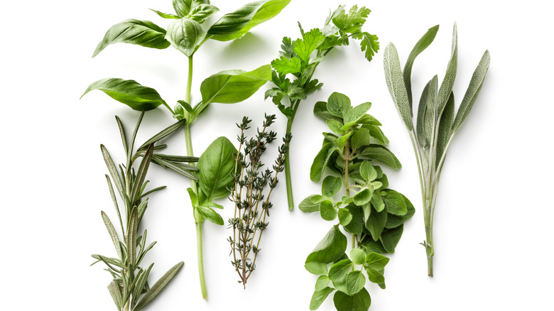 Fresh herbs on white background 