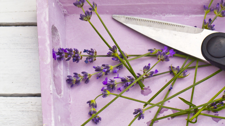 lavender stem and flower