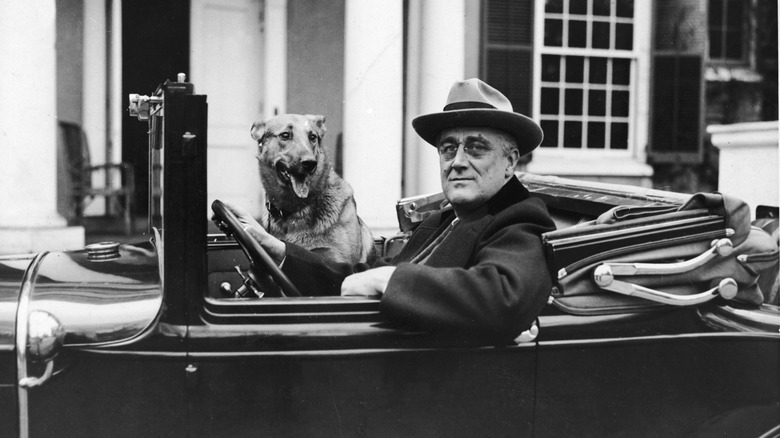 Franklin Roosevelt behind the wheel in Hyde Park with his dog