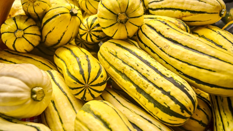 Pile of delicata squash 