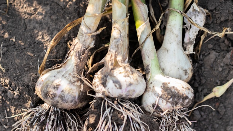 Fresh garlic bulbs in dirt 