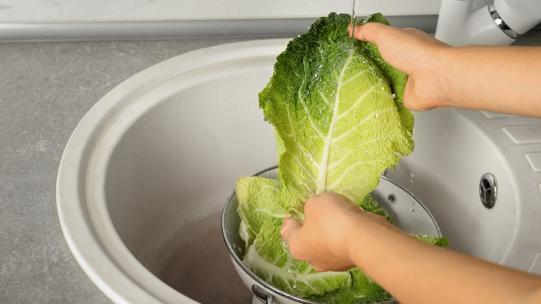 Rinsing cabbage leaves in colander