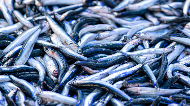 Aerial shot of anchovies