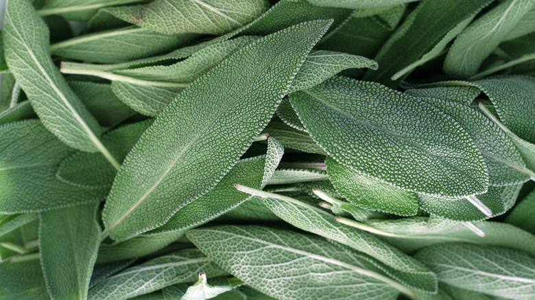 Sage leaves close up