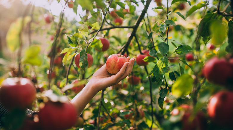 Hand picking apple