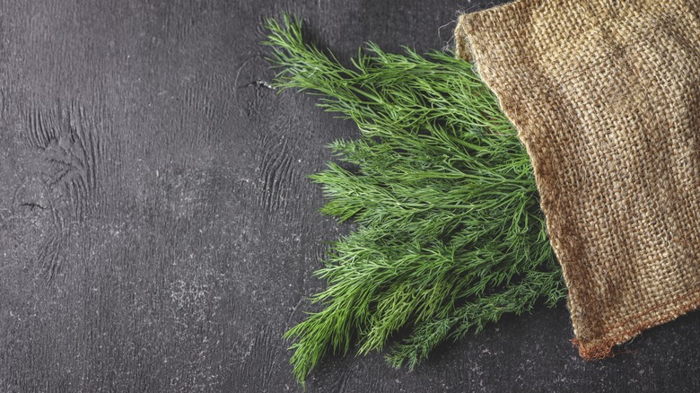 Bunch of fresh dill in burlap bag