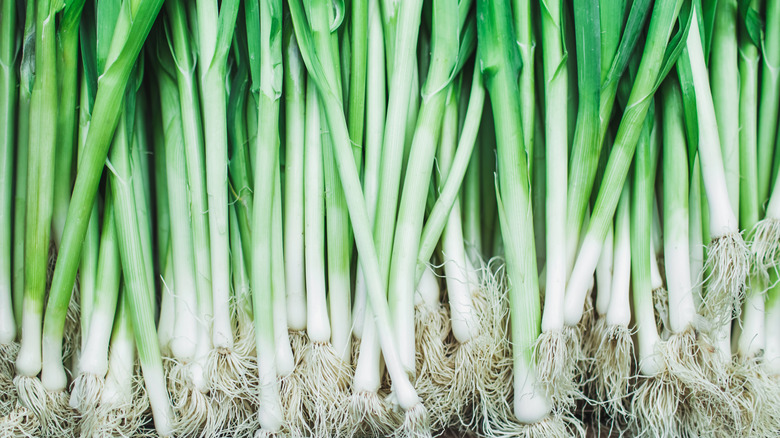 Bunches of scallions arranged in a row