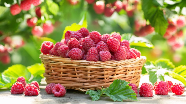 Basket of raspberries on table