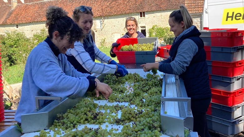 Athénais Béru with three other women sorting white grapes during harvest