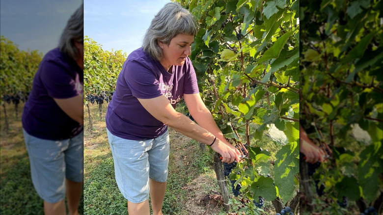 judith beck standing in the vineyard using scissors to cut red grapes from the vine