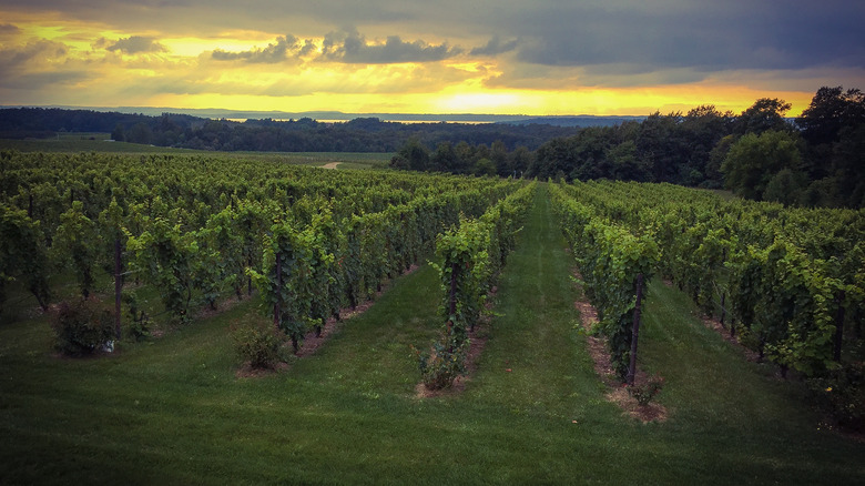 Vines in Michigan