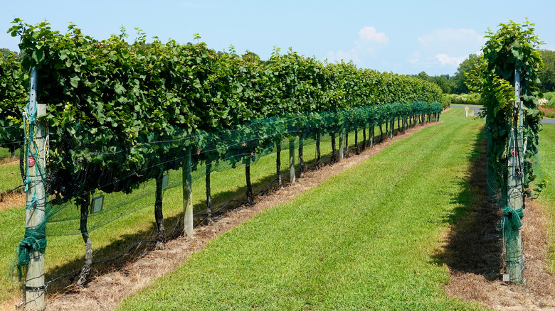 Vineyard in New Jersey