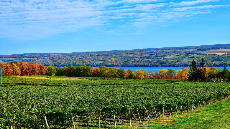 Vineyards in the Finger Lakes