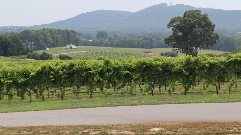 Vines in North Carolina