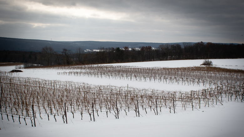 Galen Glen vineyard in winter