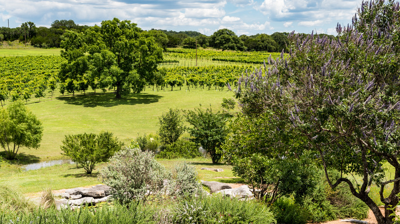 Vines in Texas Hill Country