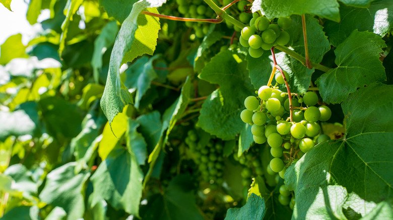 Grapes in Vermont