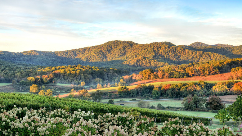 Virginia vineyards and mountains