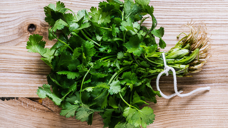 fresh cilantro leaves