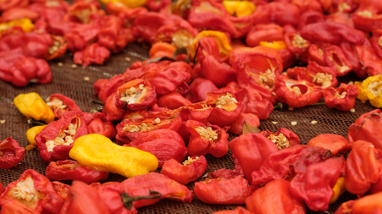 Hot peppers drying on a mesh rack