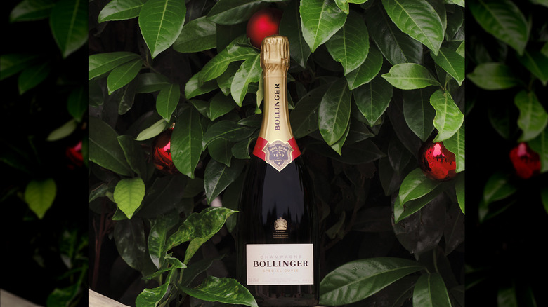 bottle of Champagne with green foliage background and red balls