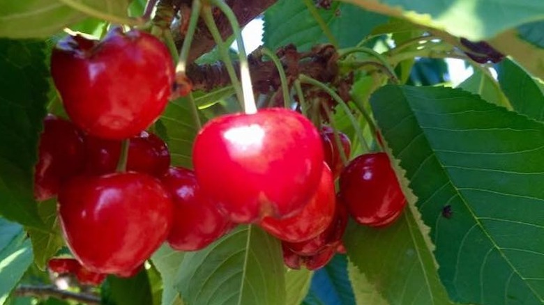 Cherries hanging from tree