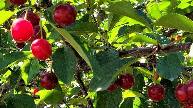 Cherries on a tree