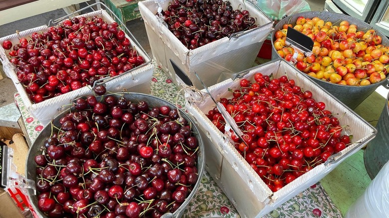 Large bins full of cherries