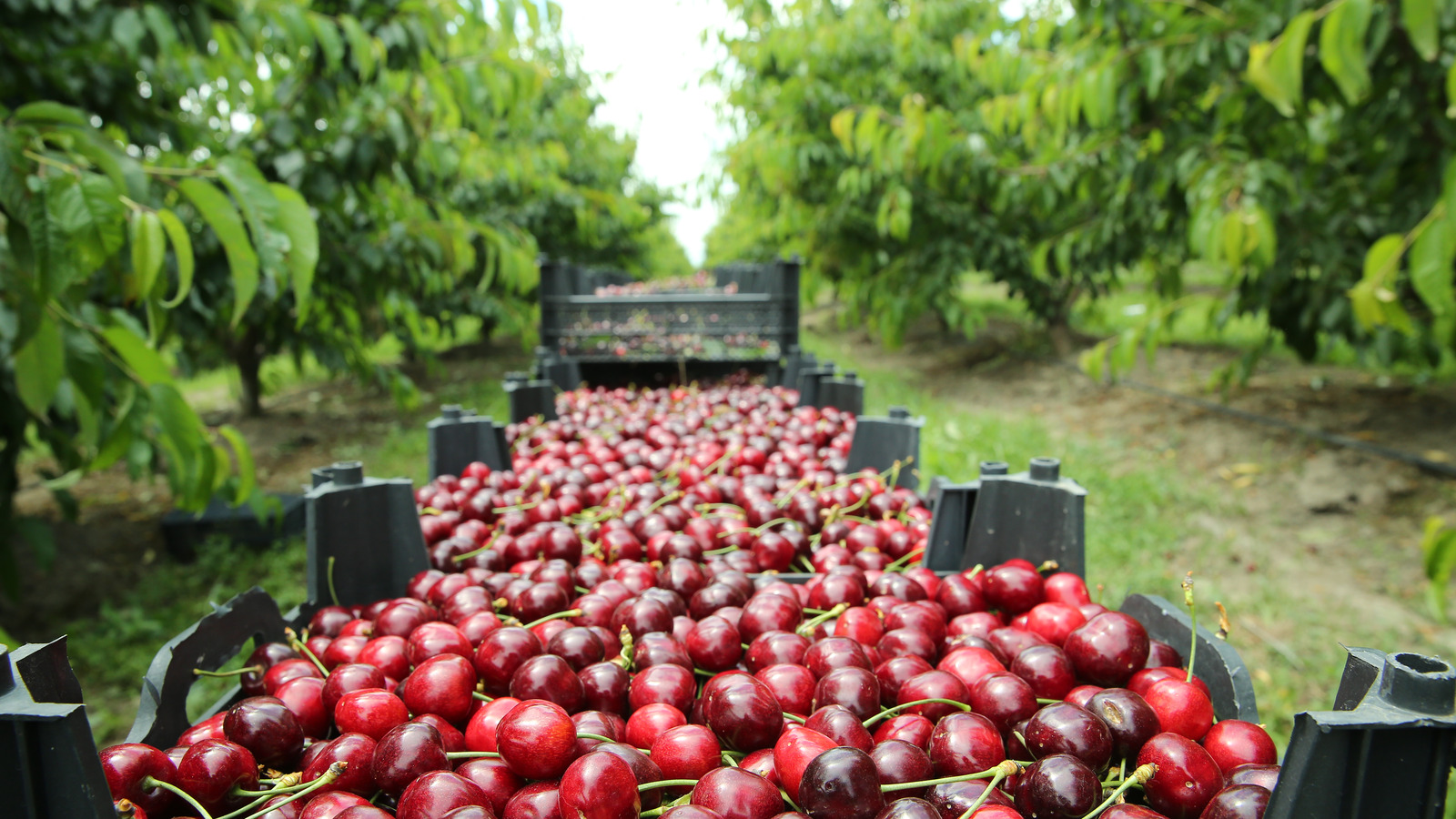 15 Best Cherry Orchards In America