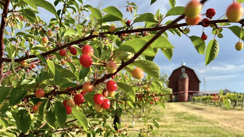 Cherries hanging from tree