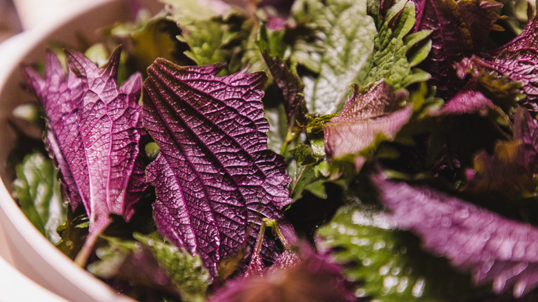 bowl of perilla leaves