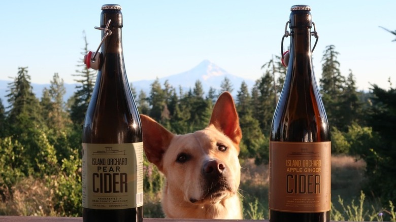 Dog and bottles of cider