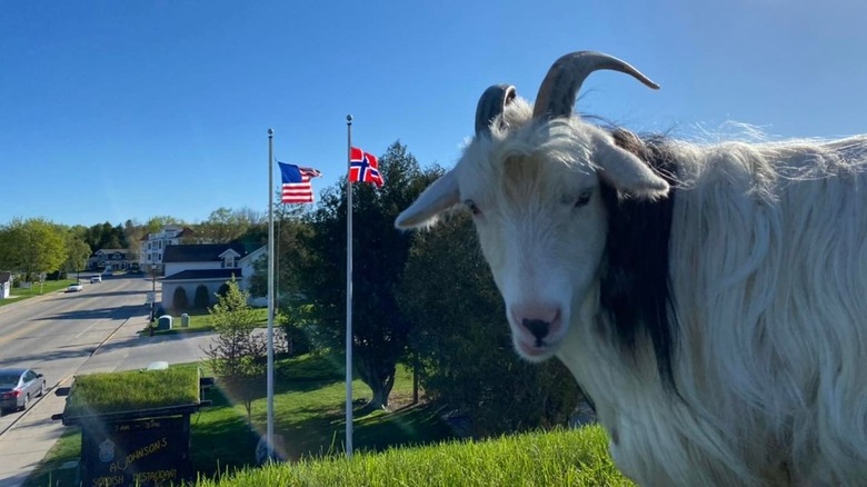 A goat on the roof