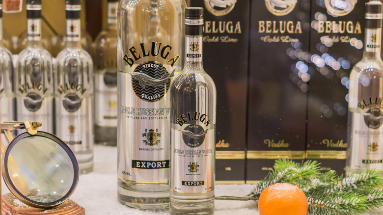 Beluga Vodka beside a pine branch 