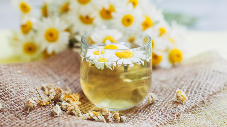 chamomile flowers with tea