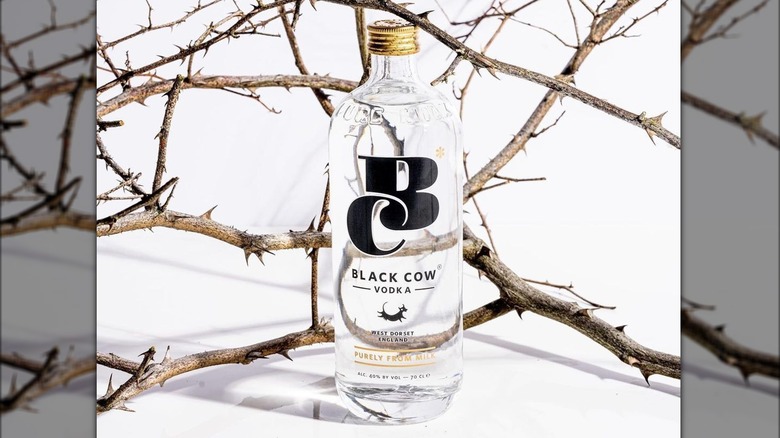 Black Cow bottle with branches