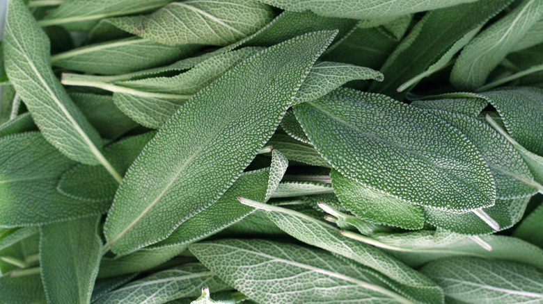 fresh green sage leaves