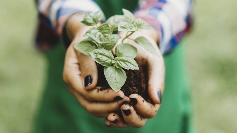 woman holding fresh basil 