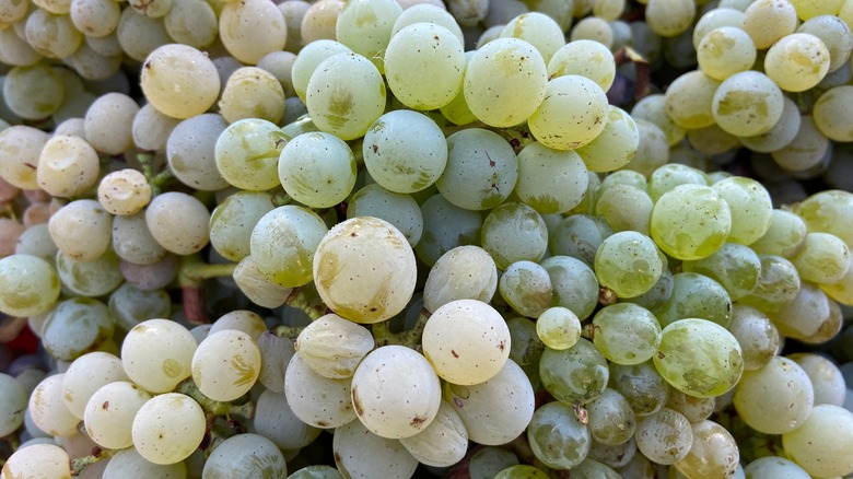 Chenin blanc grapes