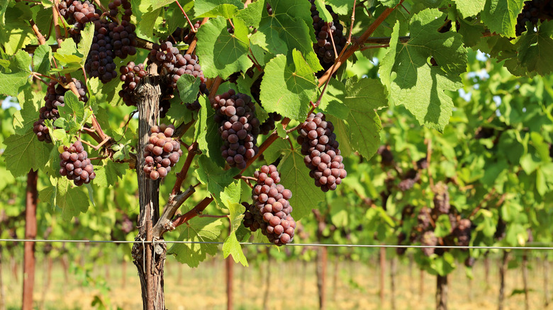 Pinot grigio grapes